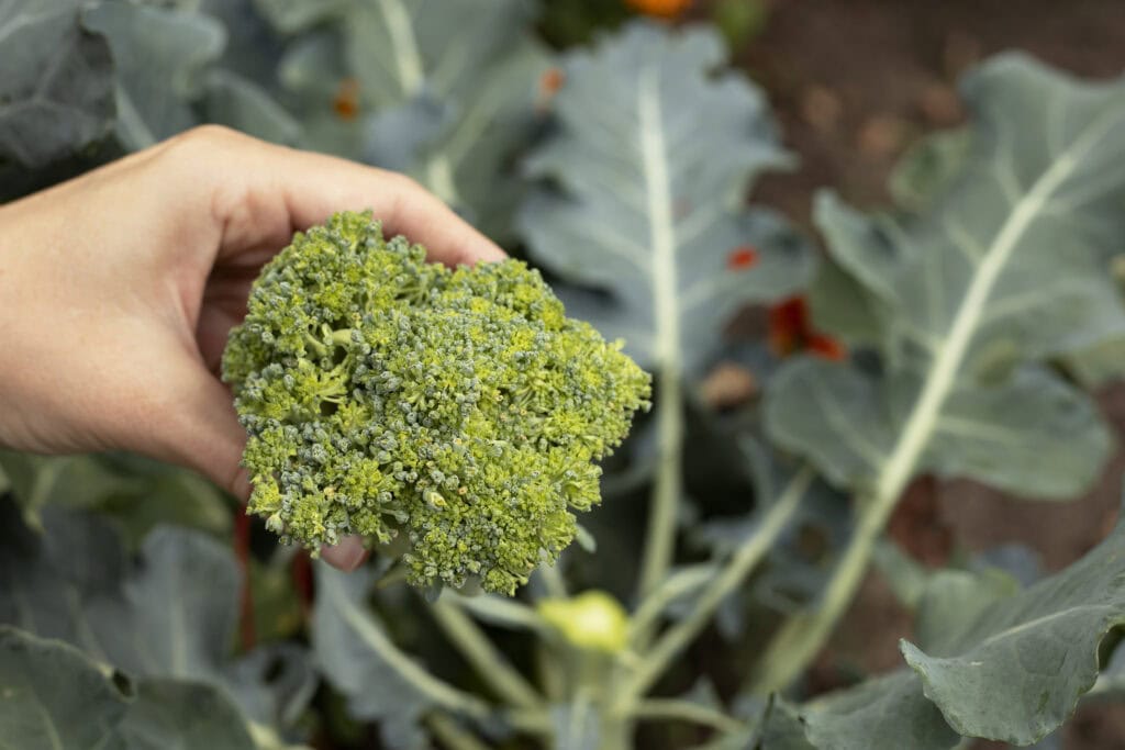 Wanneer Broccoli Planten?