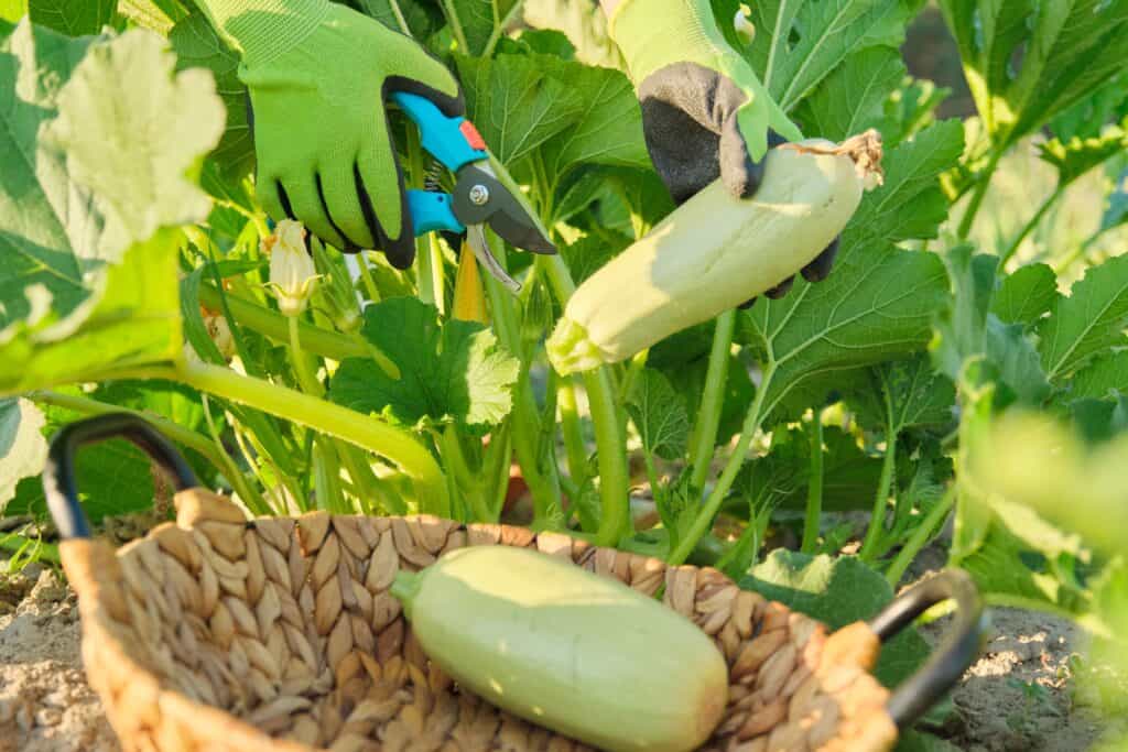 Wanneer Courgette Buiten Planten?