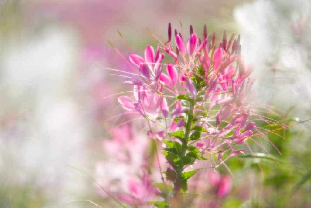 Wanneer Gaura Planten?