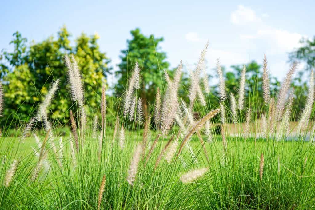 Wanneer Grassen Planten?