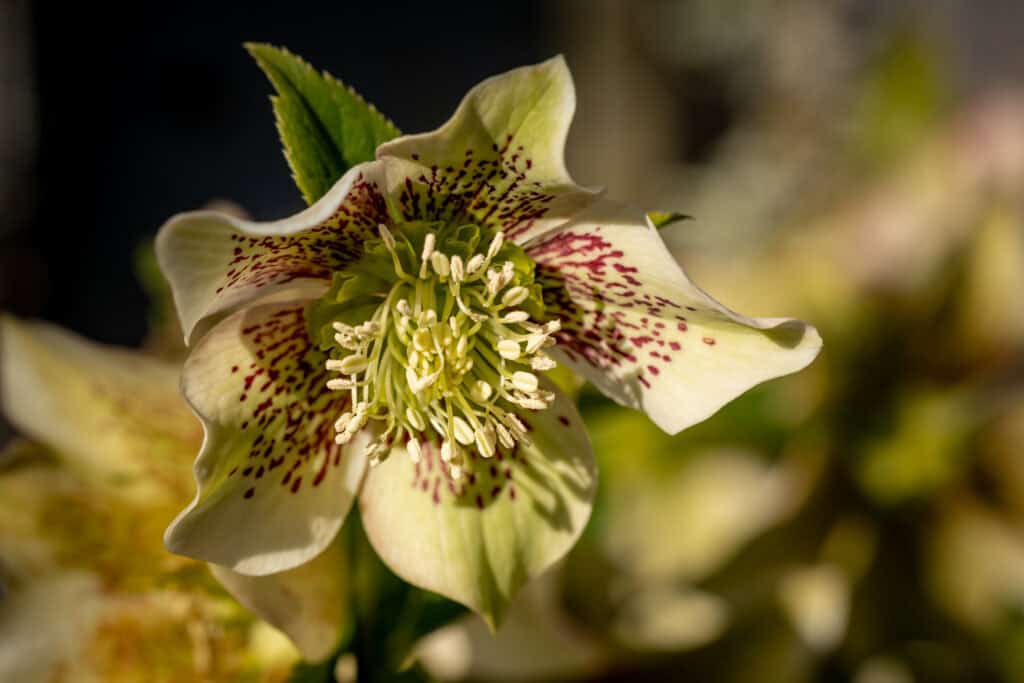 Wanneer Helleborus Planten