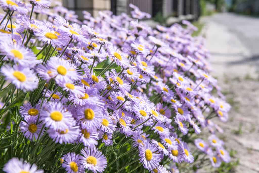 Wanneer Herfstaster Planten