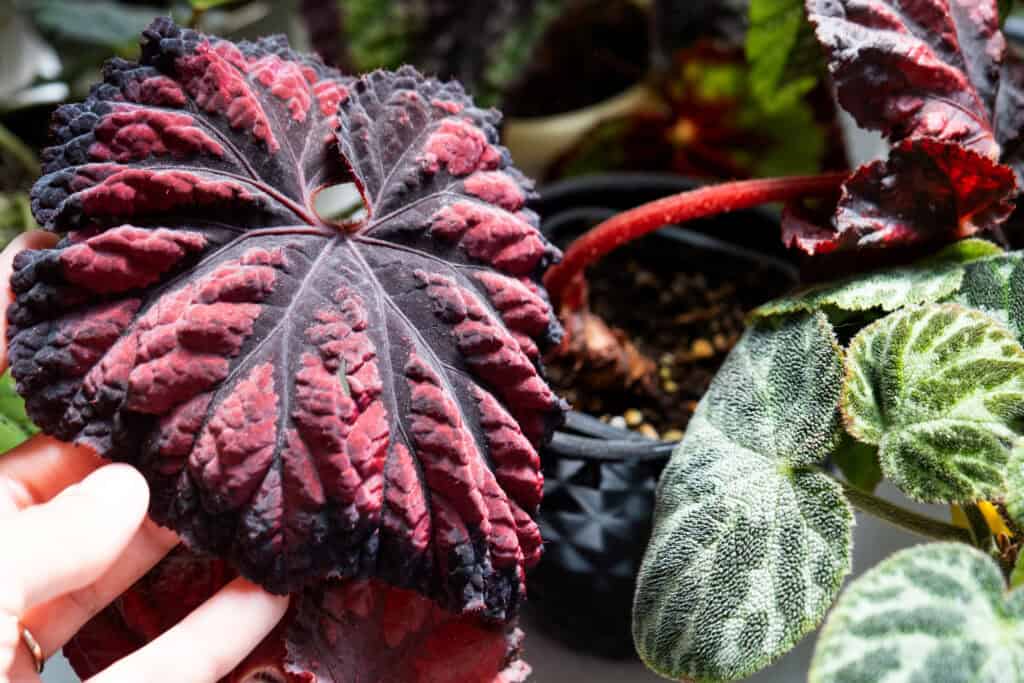 Wanneer Knolbegonia Planten?