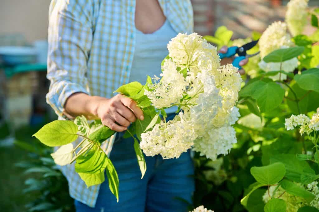 Wanneer Pluimhortensia Planten?