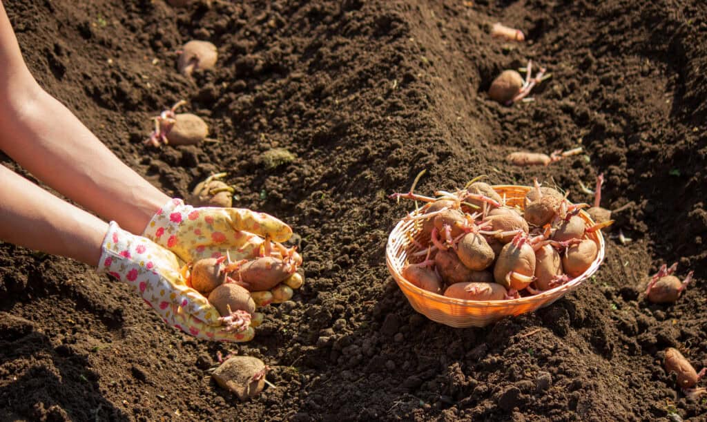 Wanneer Pootaardappelen Planten?