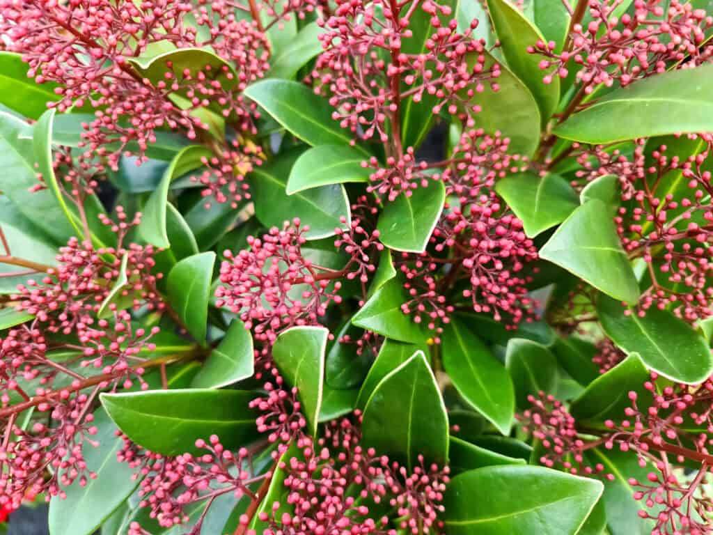 Wanneer Skimmia Planten?