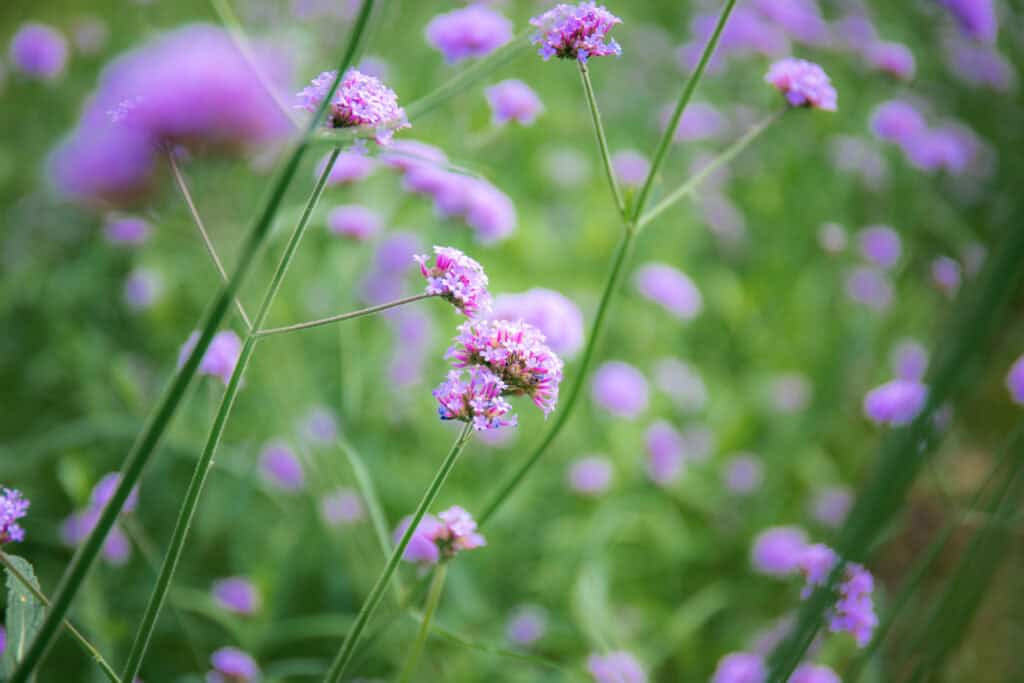 Wanneer Verbena Planten?