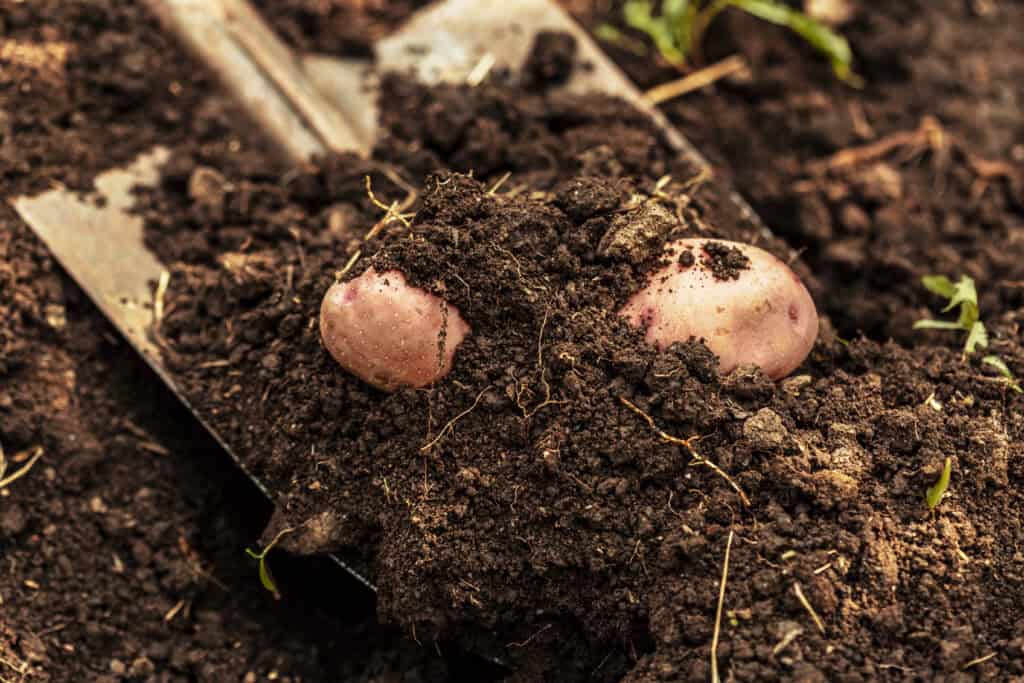 Wanneer Vroege Aardappelen Planten