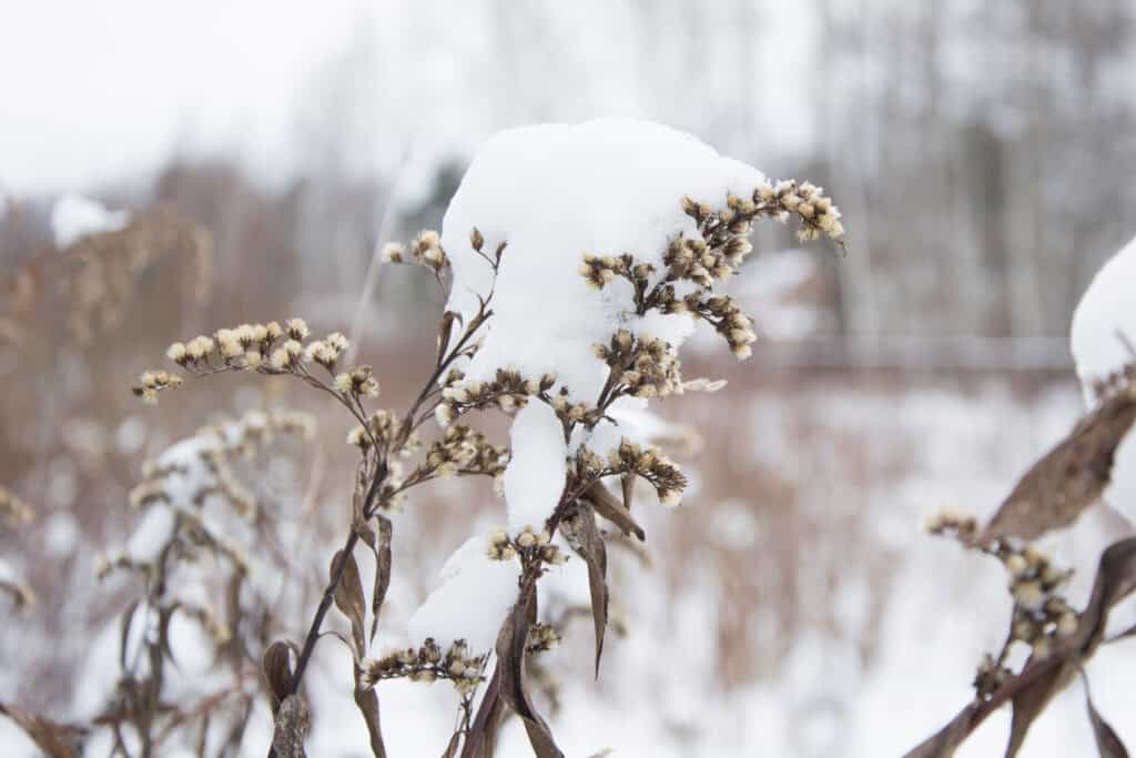 Wanneer Winterheide Planten