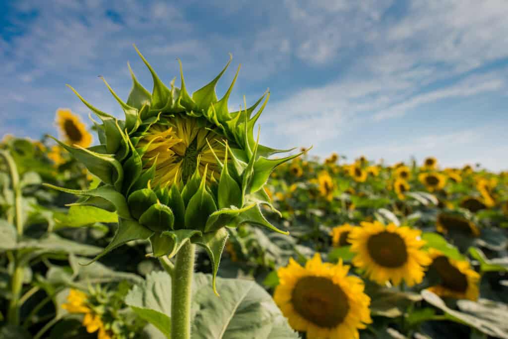 Wanneer Zonnehoed Planten