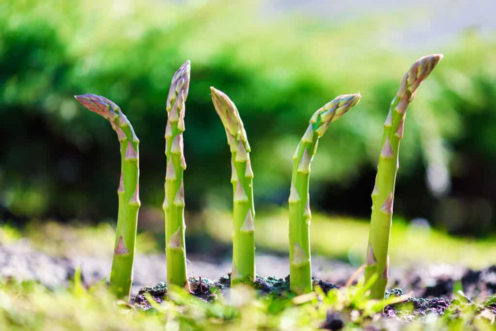 Wanneer asperges planten?