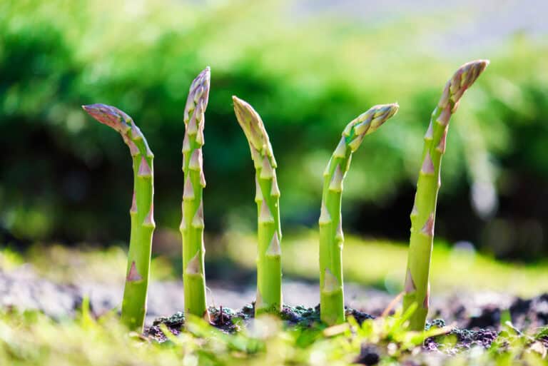 Wanneer asperges planten?