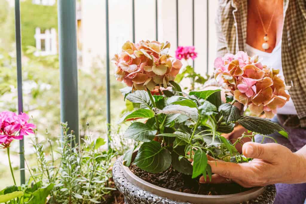 Wanneer balkon planten kopen?