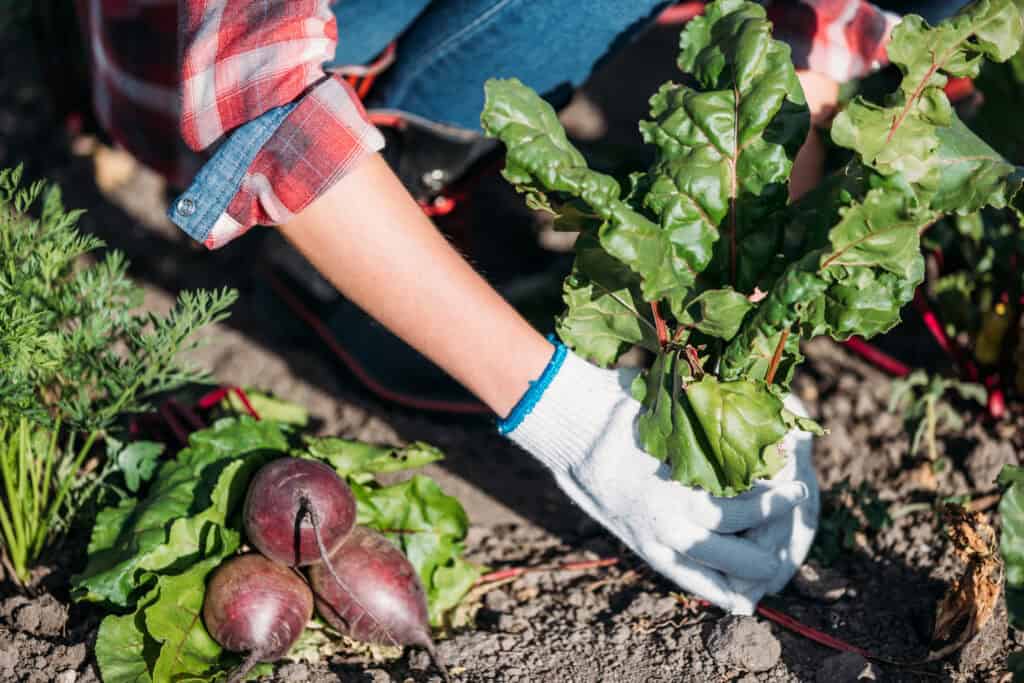 Wanneer bieten buiten planten?