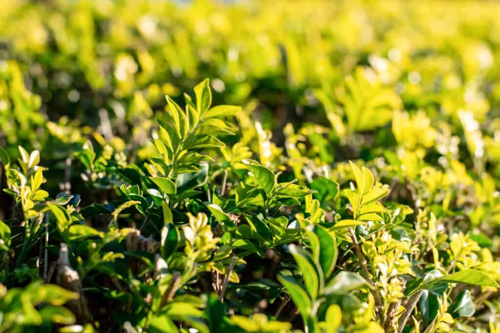 Wanneer een haag planten