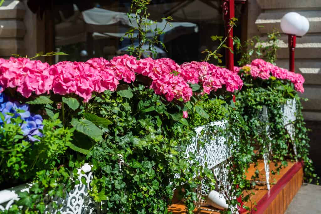 Wanneer geraniums planten in bloembakken?