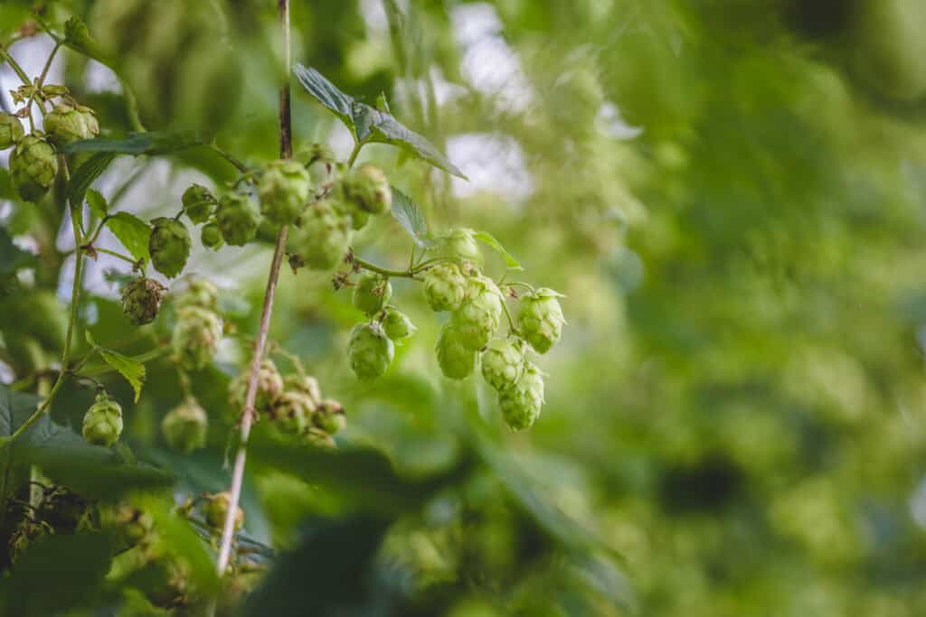 Wanneer hop planten?