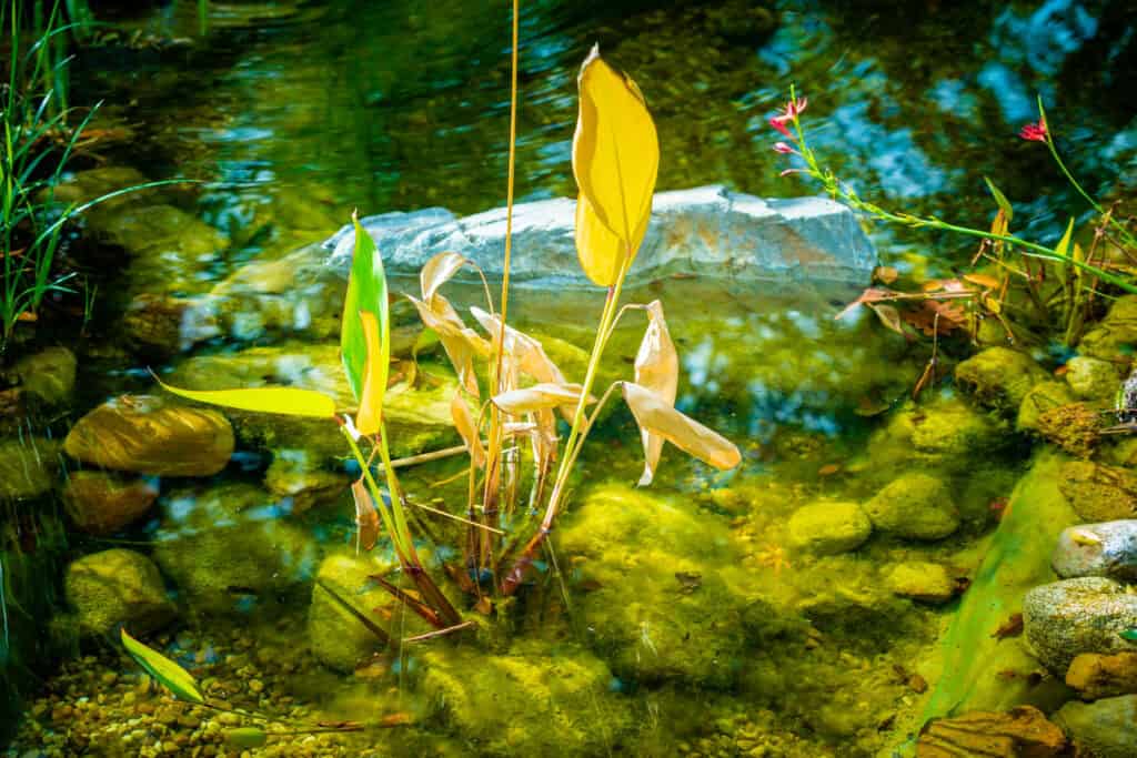 Wanneer planten water geven buiten?