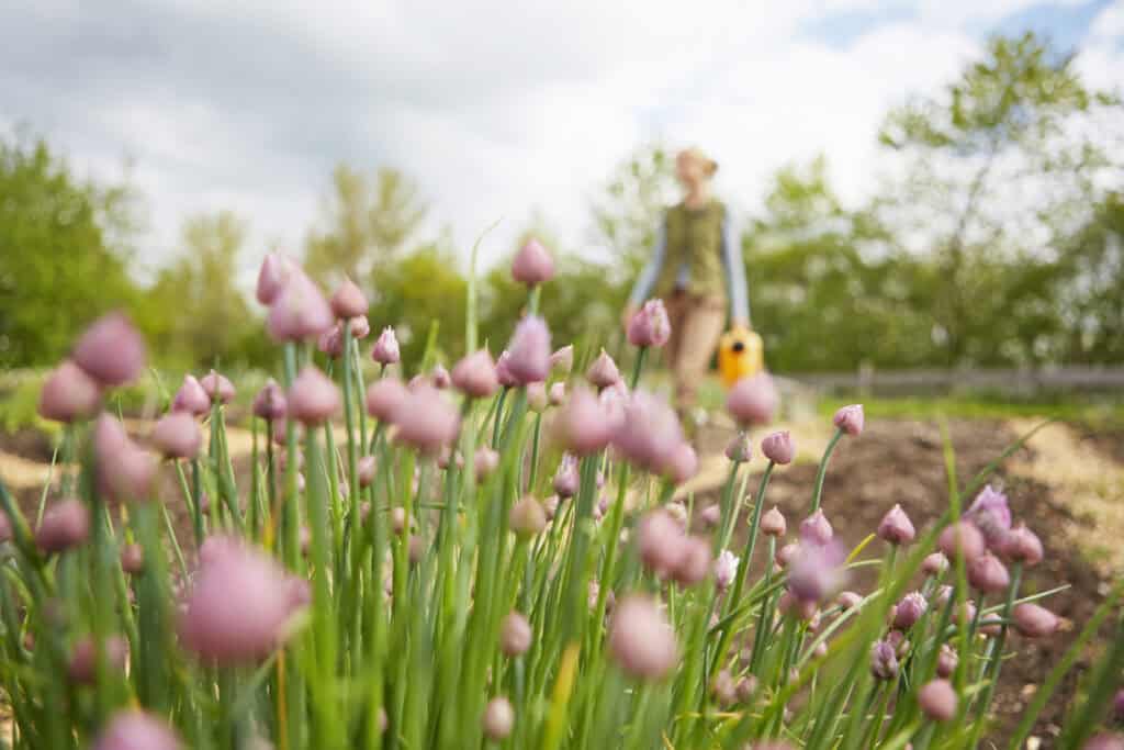 Wanneer sjalotten planten?