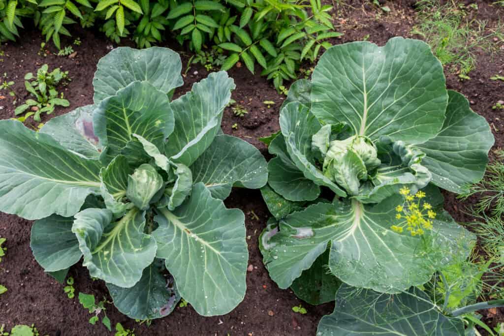 Wanneer spitskool buiten planten