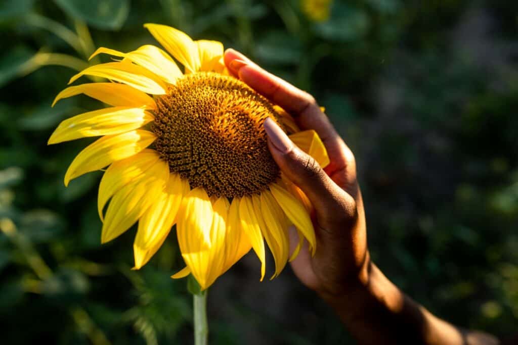 Wanneer zonnebloem planten