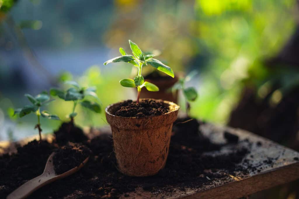 Wat heeft een plant nodig om te groeien