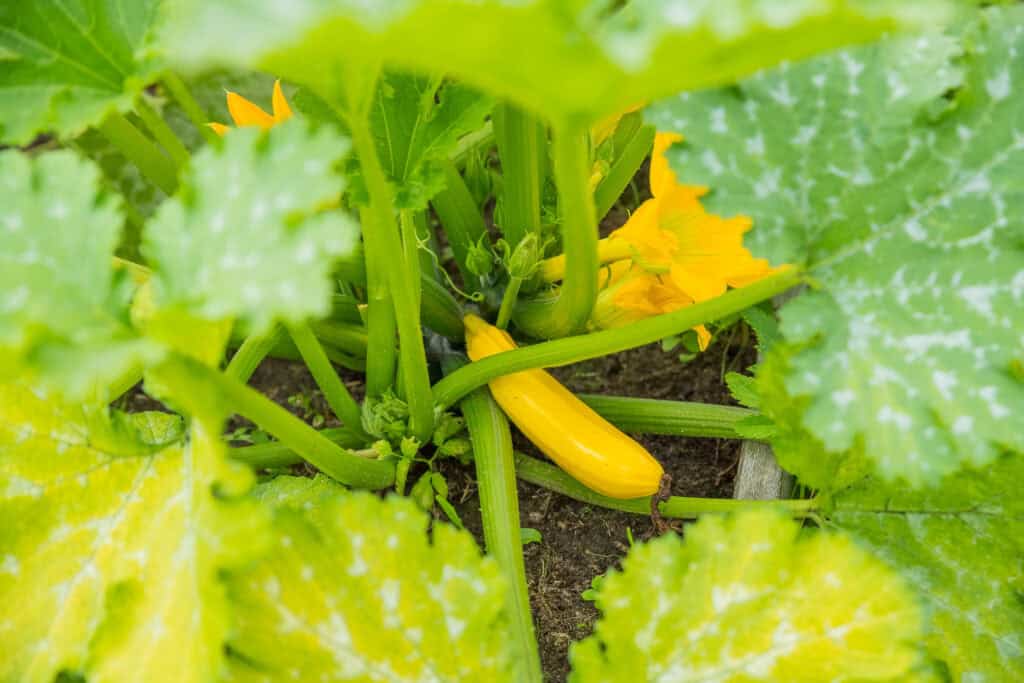 Wat nu planten in de moestuin