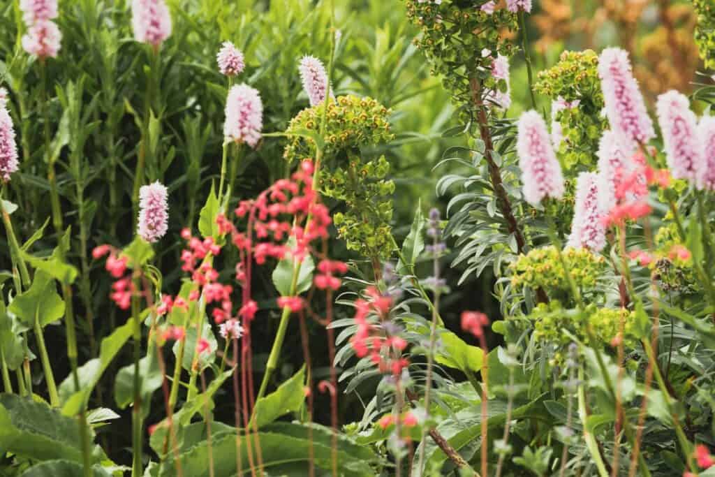 Wat zijn inheemse planten