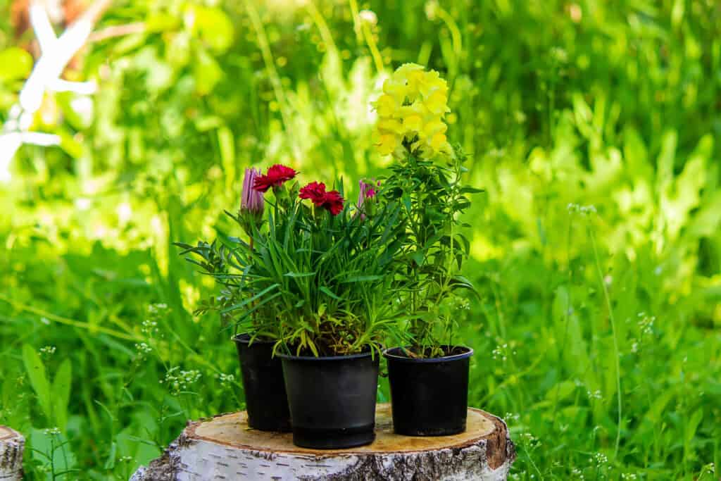 Wat zijn vaste planten?