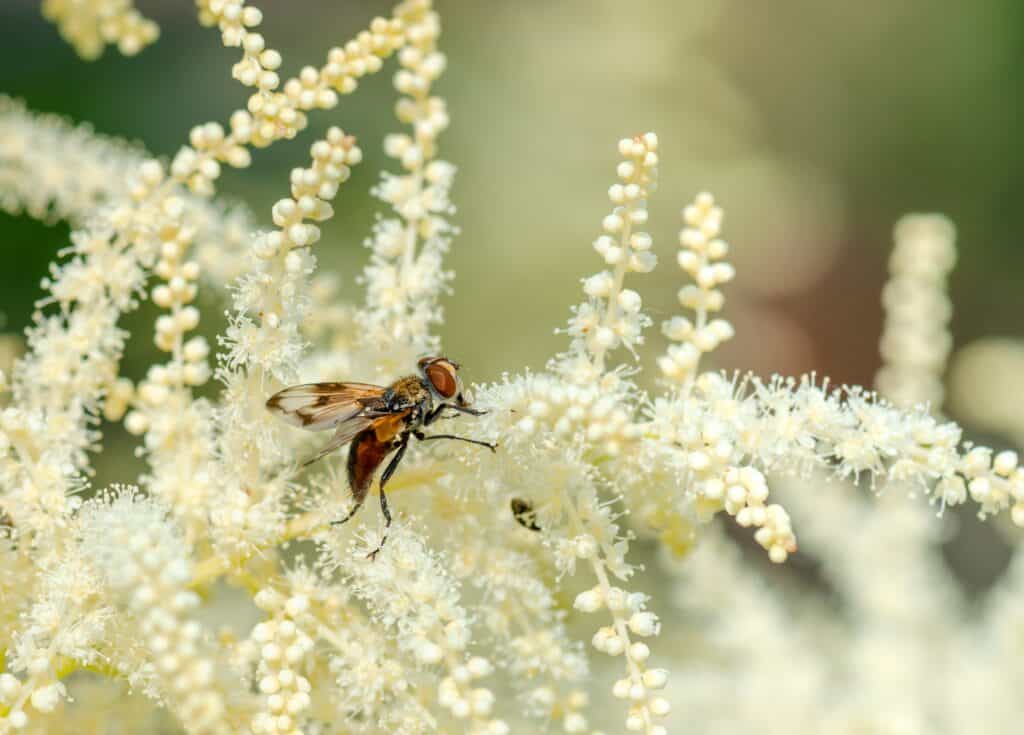 Welke Planten Trekken Vliegen Aan?