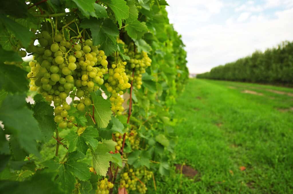 Welke druif planten in Nederland