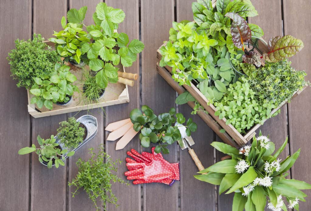 Welke kruiden bij elkaar planten?