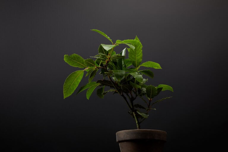 Welke plant kan in het donker