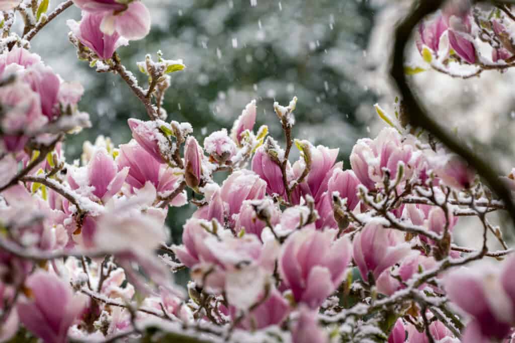 Welke planten bloeien in de winter