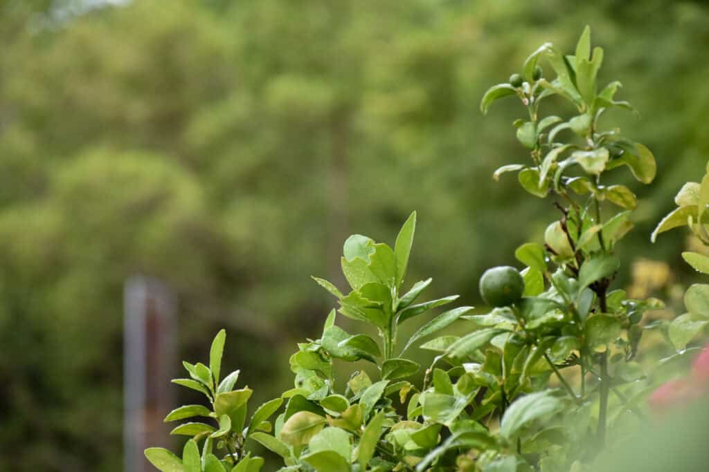 Welke planten hebben kalk nodig?