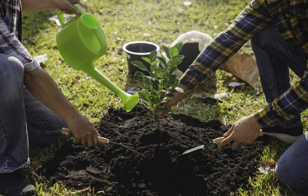 De man die bomen plantte?