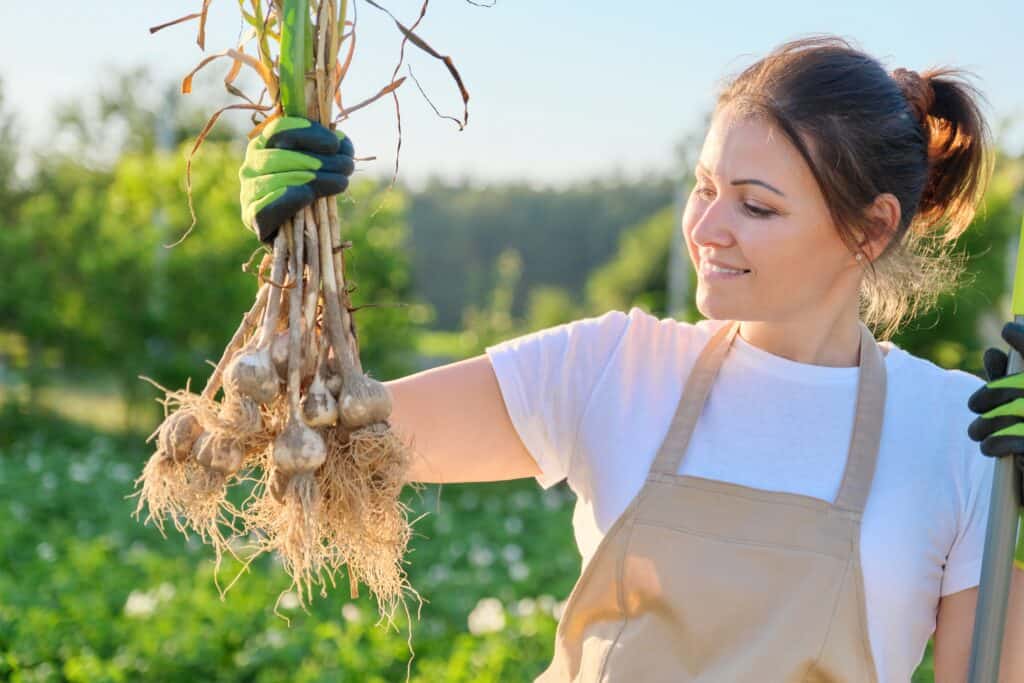 Hoe diep knoflook planten