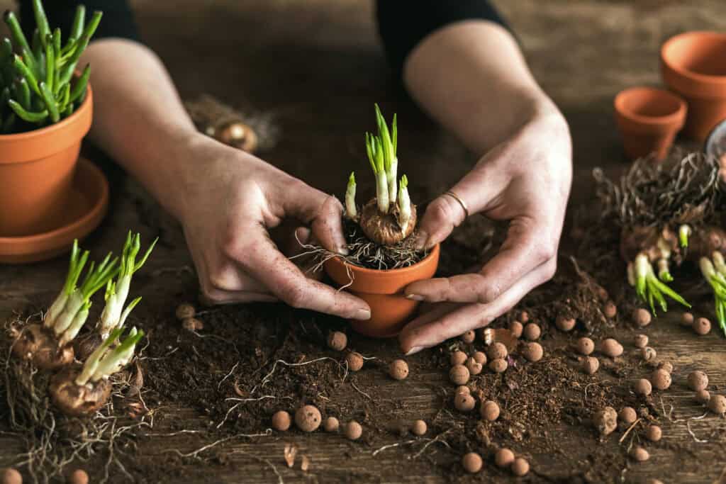 Hoe diep tulpenbollen planten?