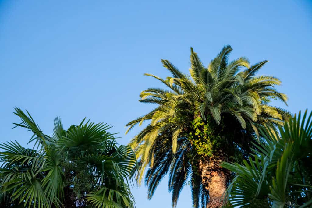 Hoe planten palmbomen zich voort?