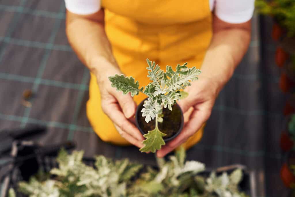 Hoe stek je een plant?