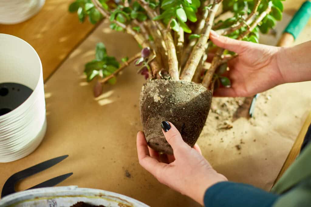 Hoe verpot je een plant