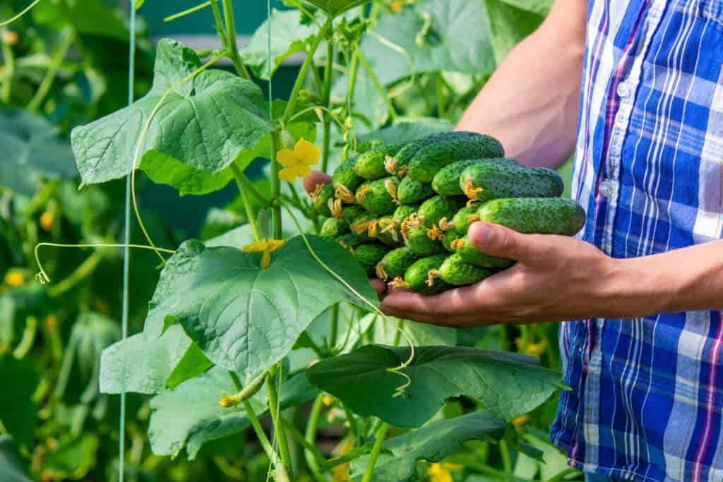 Hoeveel Komkommers Per Plant