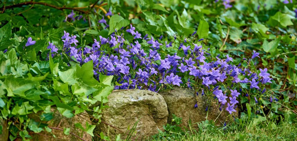 Is Campanula een vaste plant