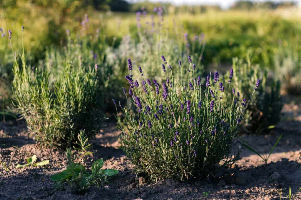 Is Lavendel een Vaste Plant?