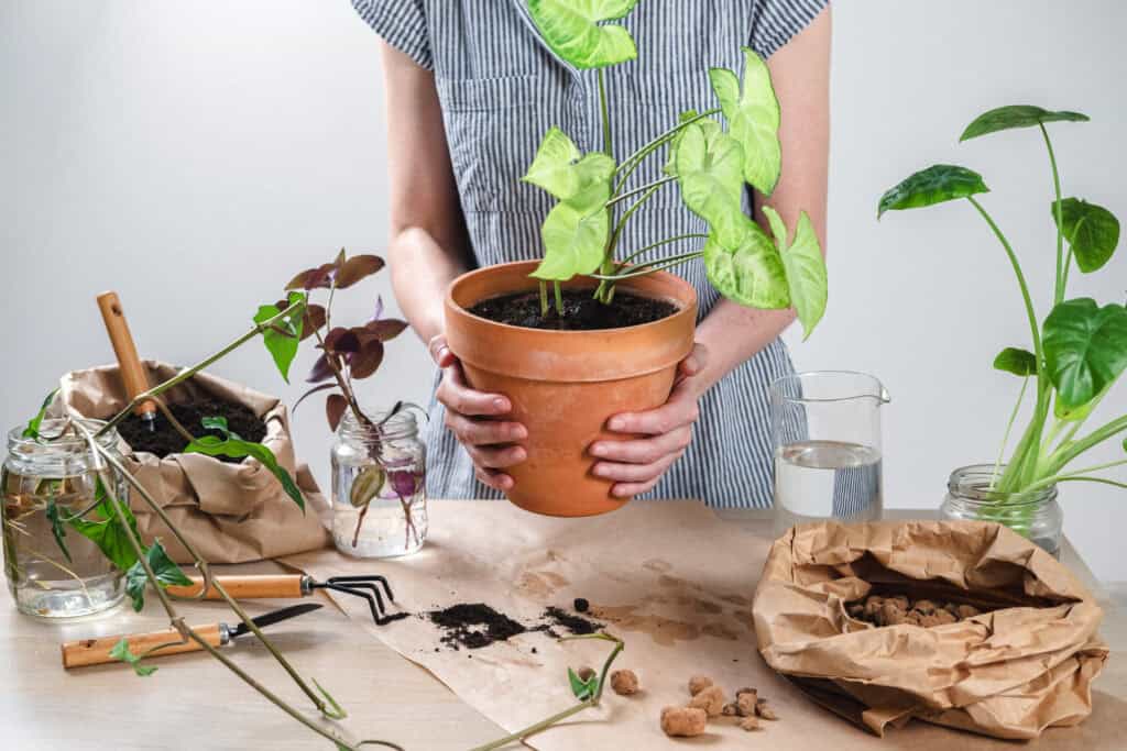 Is een Plant een Organisme