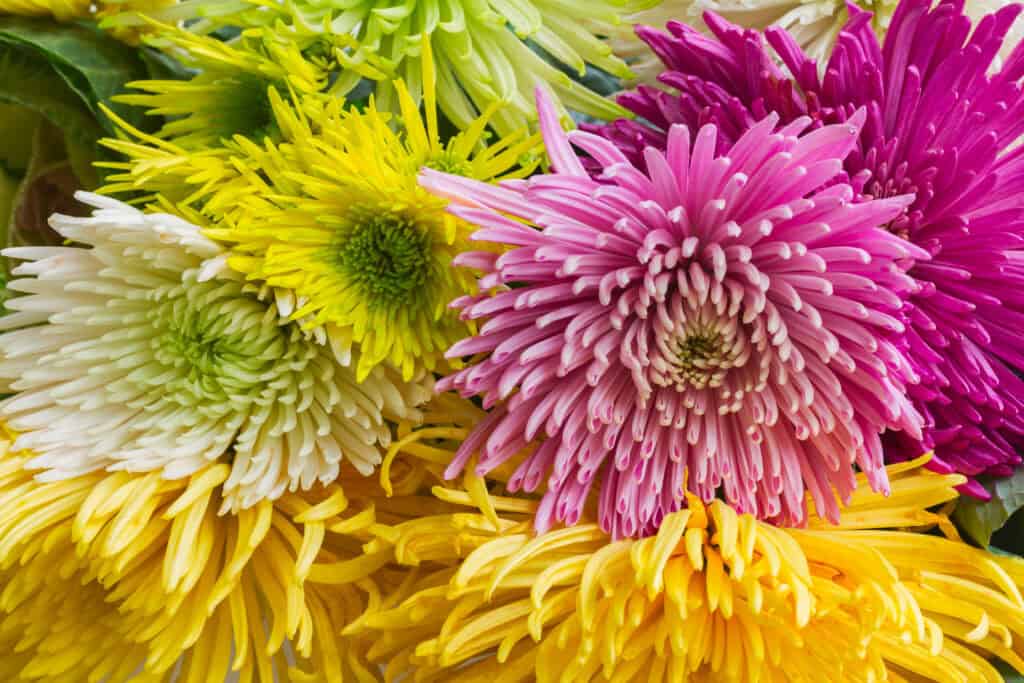 Is een bolchrysant een vaste plant