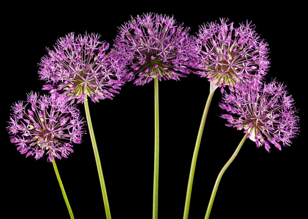 Wanneer Allium Planten?