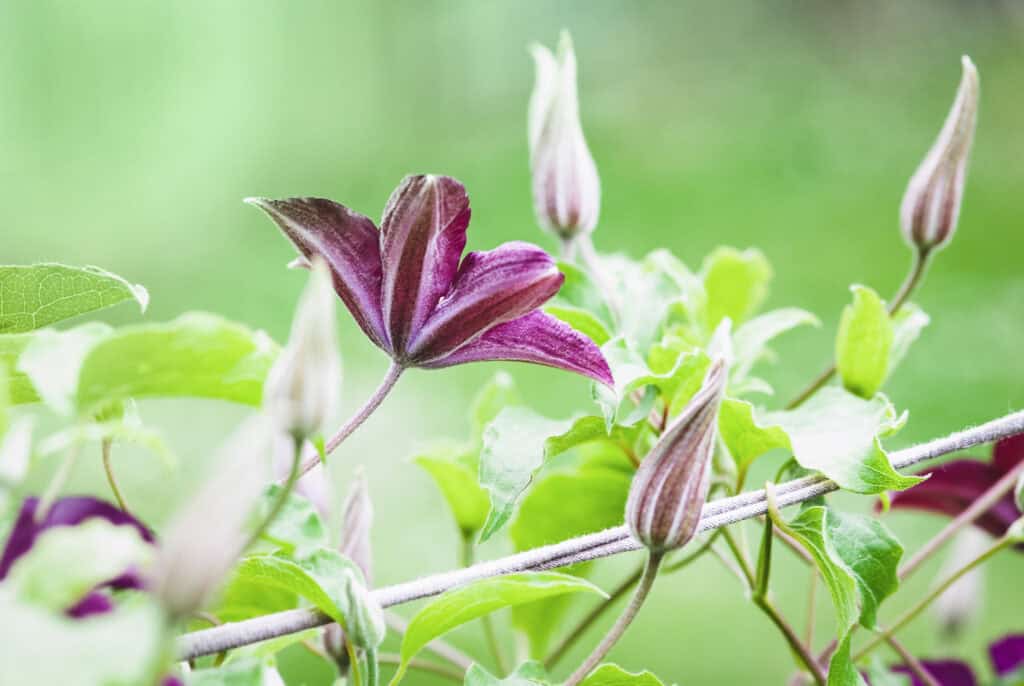 Wanneer Clematis Planten?