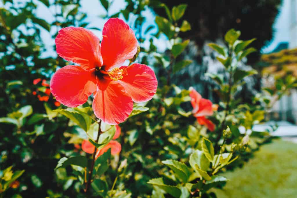 Wanneer Hibiscus Planten?