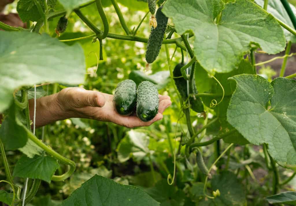 Wanneer Komkommer Planten?